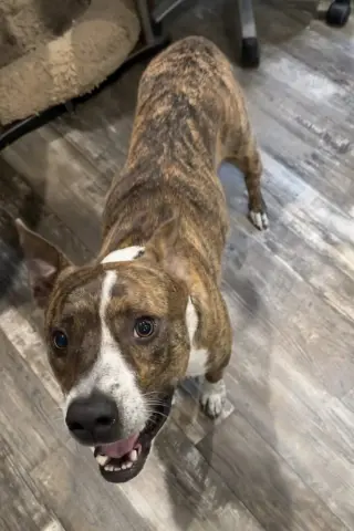 JoJo