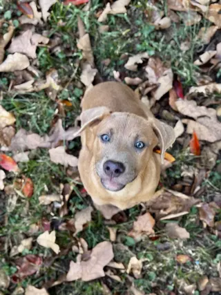 Tater Tot Potato