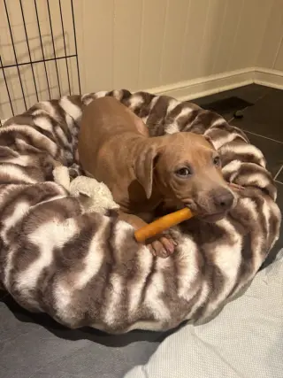 Spud Potato