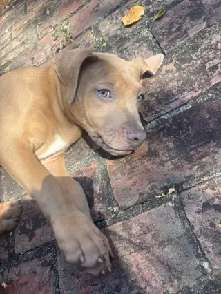 Spud Potato