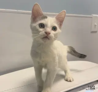 Simo