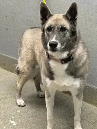 ATHENA