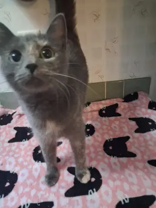 Nacho Cat