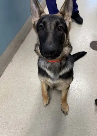 SEBASTIAN