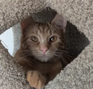 rocky