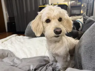 Chacho