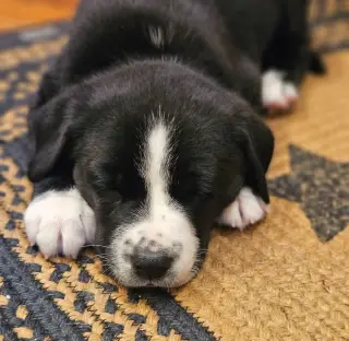 Presley