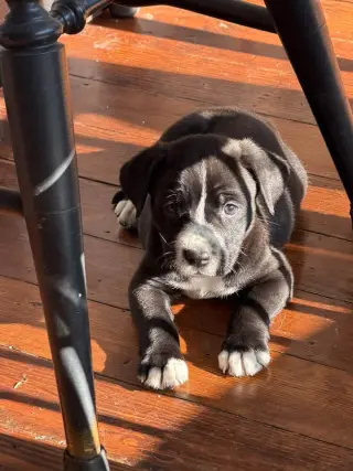 Reese