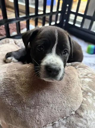Reese