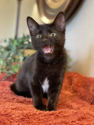 Tucker