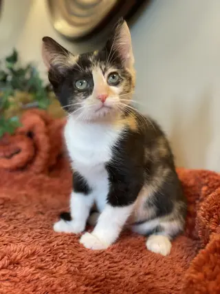 Loretta