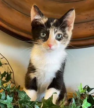 Loretta