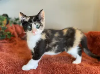 Loretta