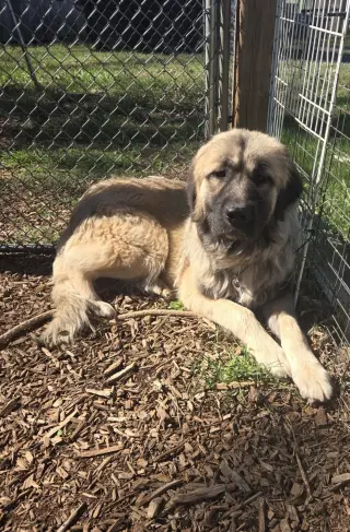 Dora Lee - At the Shelter