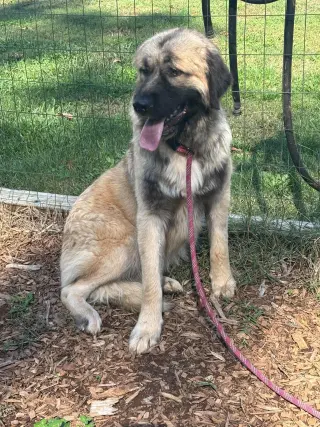 Dora Lee - At the Shelter