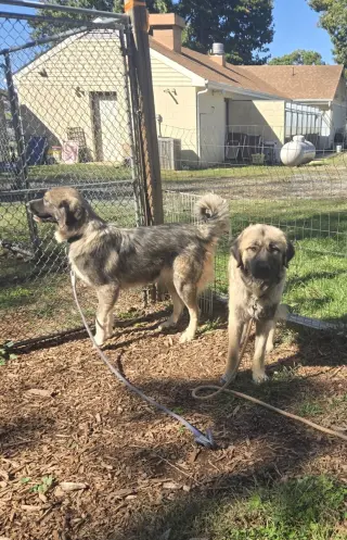 Dora Lee - At the Shelter