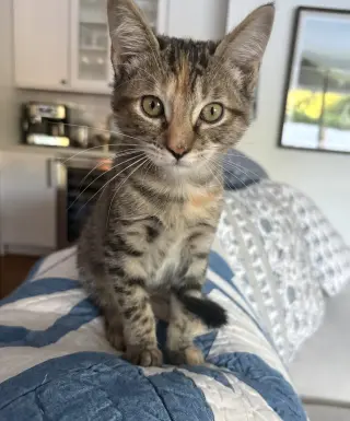 Paula