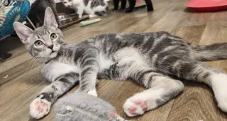 Kitten 28075 (Baby Bubba)