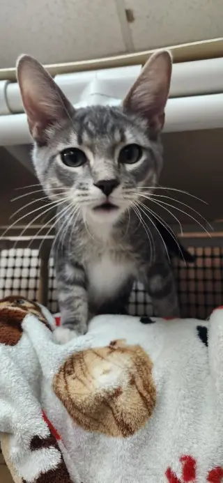 Kitten 28075 (Baby Bubba)