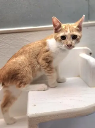 Kitten 28006 (Butterscotch)