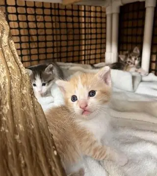 Kitten 28006 (Butterscotch)