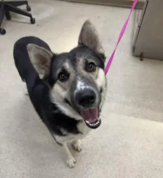 DUKE