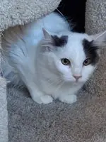 Zuzu