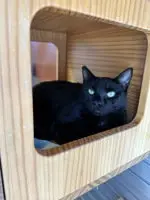Omen