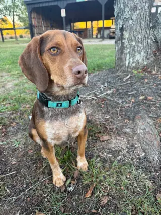 Gunner