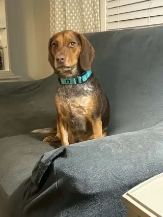 Gunner