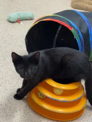 Kitten Calypso