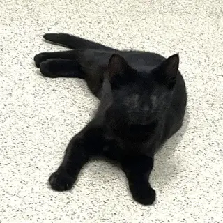 Kitten Calypso