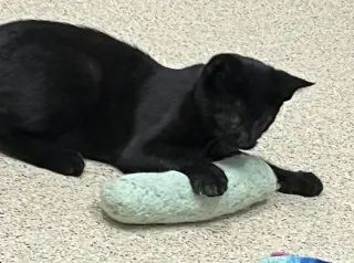 Kitten Calypso