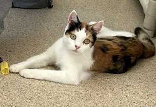 Mitzi