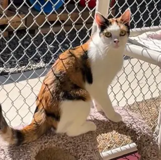 Mitzi