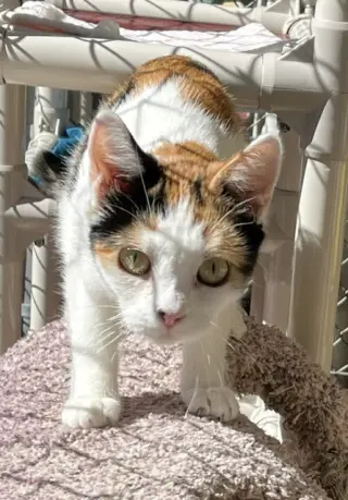 Mitzi