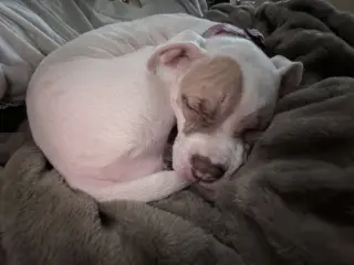 Hazel