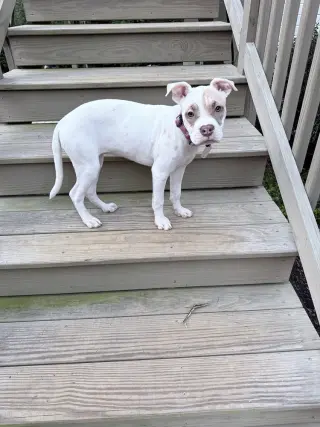 Hazel