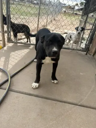 Leila