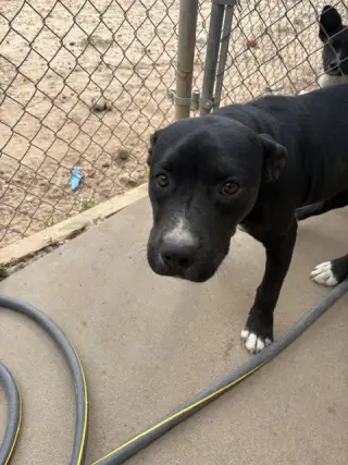 Leila