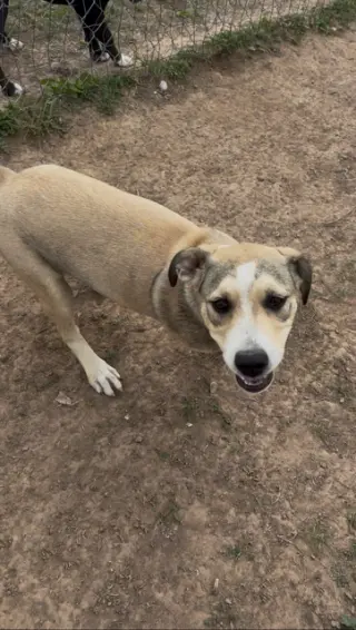Sable