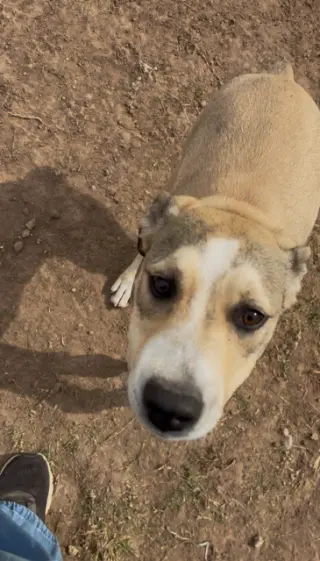 Sable