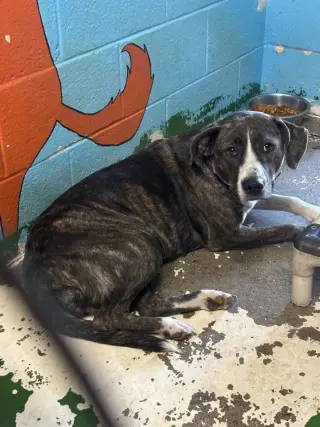 Arabella - Not at the Shelter (MaryBeth)