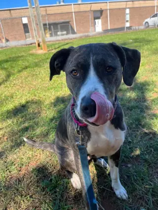Arabella - Not at the Shelter (MaryBeth)