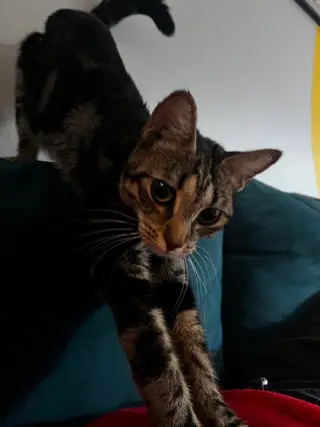 Sabrina