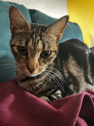 Sabrina