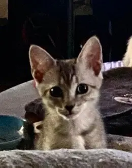 Sam