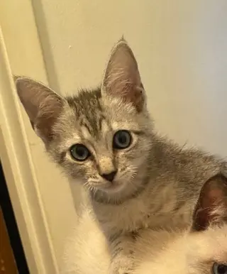 Sam