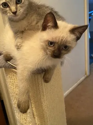 Sally