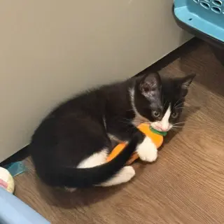 Bongo